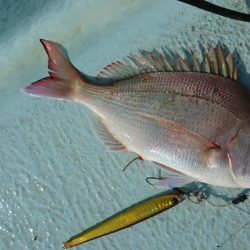 徳島県南タイラバ&ライトジギング