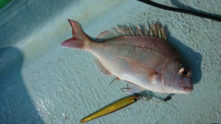 徳島県南タイラバ&ライトジギング