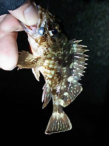 春の嵐の爪痕？