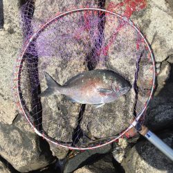 グレフカセ厳しい