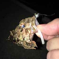 安定してます！癒しのライトゲーム！！