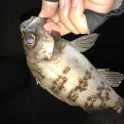 メバリング釣行第4弾