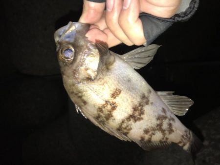 メバリング釣行第4弾