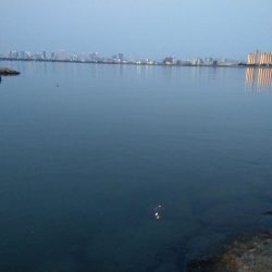 シーバスとボラ