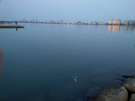 シーバスとボラ