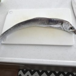 今年は渋い春タチウオ