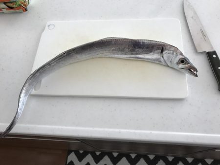 今年は渋い春タチウオ