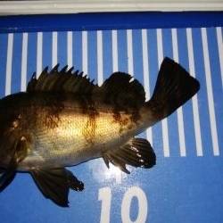 穴釣りとメバリング