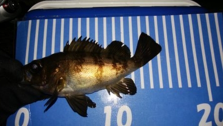 穴釣りとメバリング