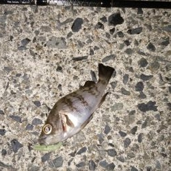 ナイト根魚デイ黒鯛