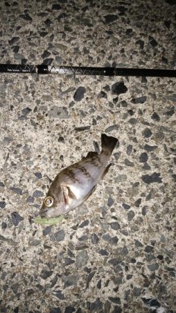 ナイト根魚デイ黒鯛