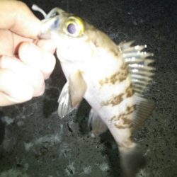 久しぶりにマシなサイズ