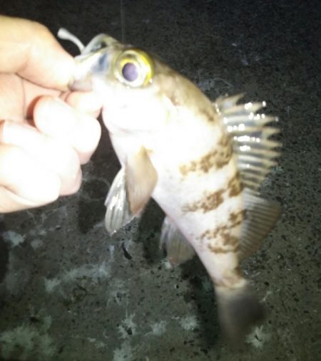 久しぶりにマシなサイズ