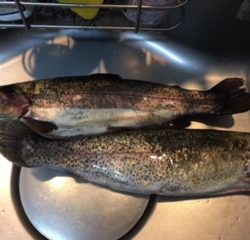 そこそこ釣れました