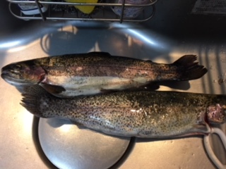 そこそこ釣れました