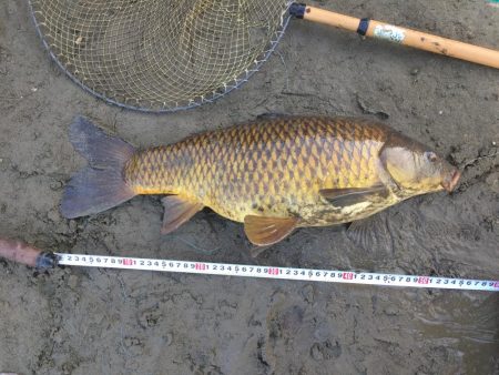 多摩川で鯉と沼チチブ釣りました。