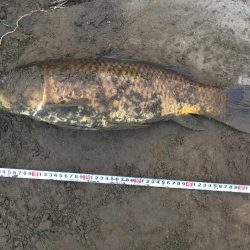 多摩川で鯉釣り