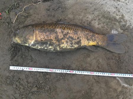 多摩川で鯉釣り