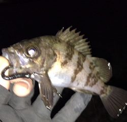 泉南サーフでリベンジ