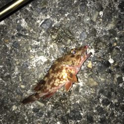 メバル・ガシラ