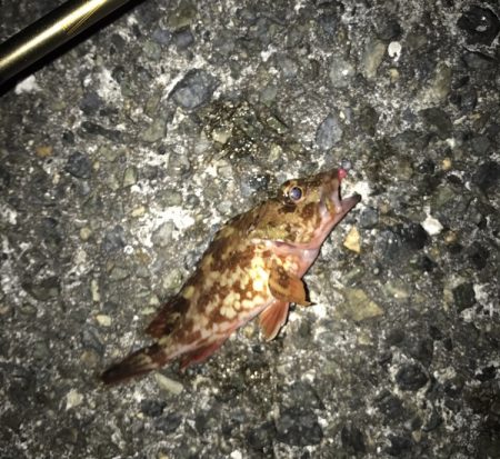 メバル・ガシラ