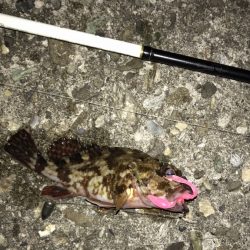 メバル・ガシラ