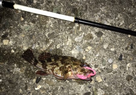 メバル・ガシラ