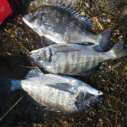 こんなん出ました・・・pt5