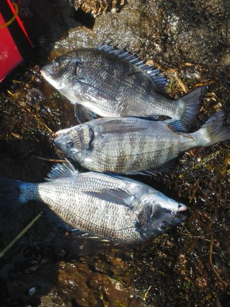 こんなん出ました・・・pt5