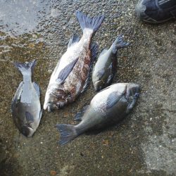 久し振りのグレ・・・