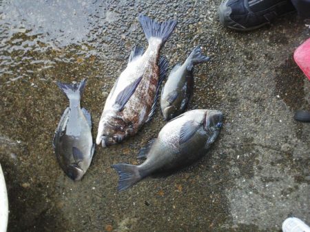 久し振りのグレ・・・