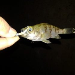 ４月になりました