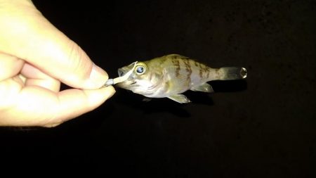 ４月になりました