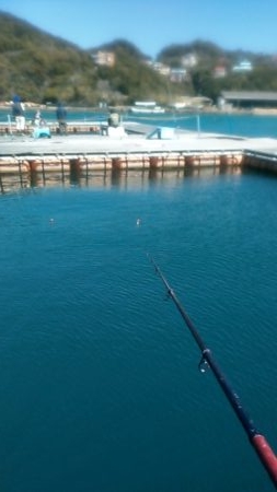カタタの釣り掘りでカンパチ狙い