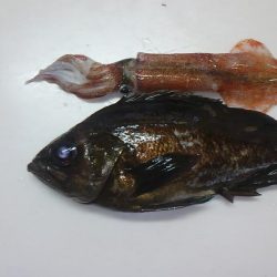 ヤリイカ釣り・・・?