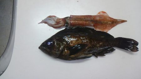 ヤリイカ釣り・・・?