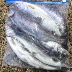 雨の後の揖保川