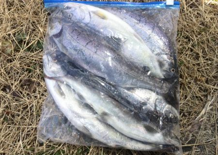 雨の後の揖保川