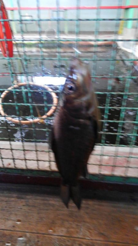 室内釣堀(フナ6匹)