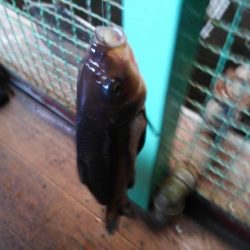 室内釣堀(フナ6匹)