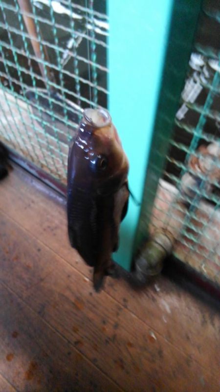 室内釣堀(フナ6匹)