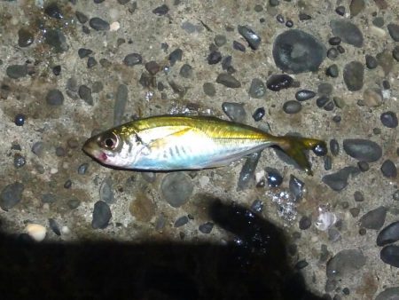 宇和島アジング初日