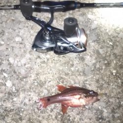 宇和島遠征　最終日