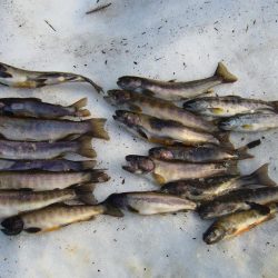 渓流釣り解禁後の初釣行