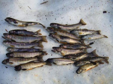 渓流釣り解禁後の初釣行