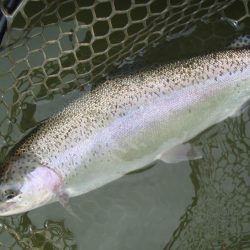 大安トラウトレイク 釣果