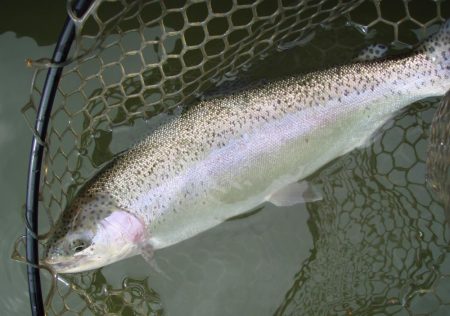 大安トラウトレイク 釣果