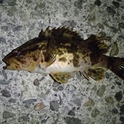 メバリングとシーバス