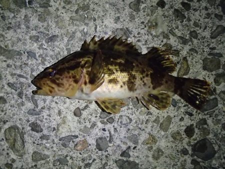 メバリングとシーバス