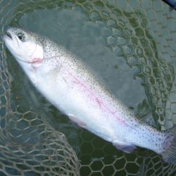 大安トラウトレイク 釣果